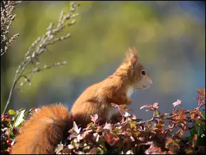Wiewiórka, Gałęzie