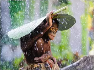 Małpa, Deszcz, Orangutan, Liść