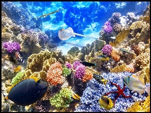 Rafa Koralowa, Ocean, Ryby
