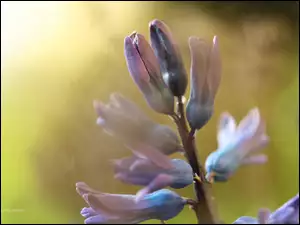 Kwiat, Hiacynt, Niebieski
