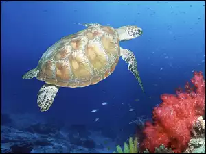 Żółw wodny