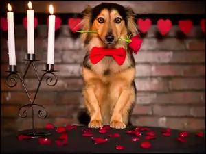 Pies, Miłosne, Roza, Walentynki