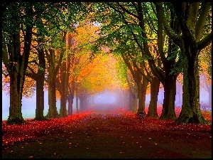 Mgła, Jesień, Drzewa, Park, Aleja