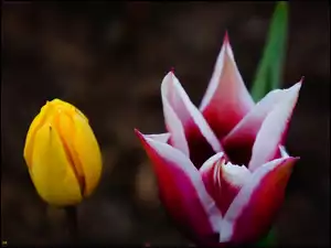 Tulipany, Kwiaty, Wiosenne