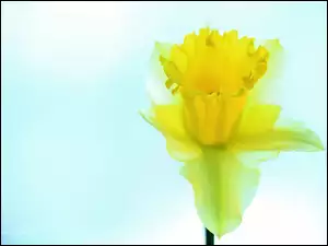 Kwiat, Żonkil, Żółty