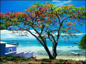 Karaiby, Morze, Kwitnące, Plaża, Drzewo
