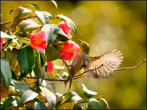 Koliber, Kwiaty, Krzew, Czerwone