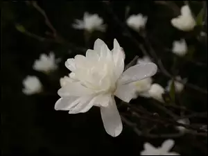 Rosa, Biała, Magnolia