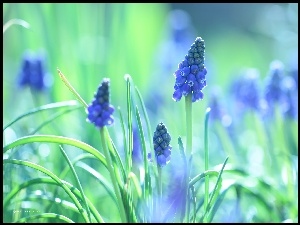 Kwiat, Szafirek, Niebieski