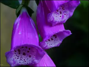 Kwiat, Naparstnica Purpurowa