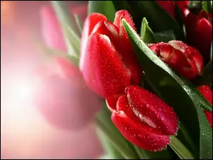 Czerwone, Rosy, Tulipany, Krople
