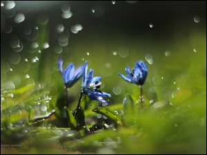 Cebulica Syberyjska, Krople, Niebieskie , Kwiaty