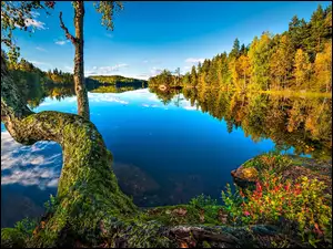 Jesień, Drzewo, Norwegia, Jezioro, Odbicie, Jezioro, Lasy