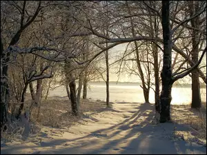 Drzewa, Światlo, Śnieg, Przebijające