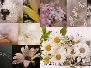Kwiatki, Dmuchawiec, Niezapominajki, Margerytki