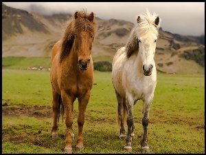 Konie, Islandia, Łąka, Góry