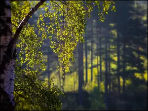 Las, Światło, Drzewo, Brzoza