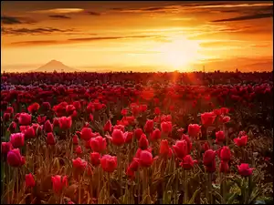 Zachód słońca, Tulipany, Promienie, Mgła