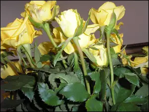 Żółte Róże