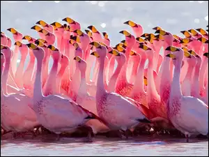 Stado, Flamingów