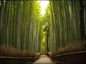 Droga, Las, Przez, Bambusowy