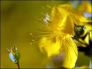 Żółty, Makro, Kwiat, Pąk
