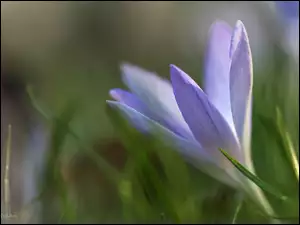 Liliowy, Wiosna, Krokus, Kwiat