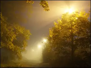 Drzewa, Przebijające Światło, Noc, Mgła
