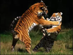 Walka, Dwa, Tygrysy