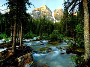 Park Narodowy Banff, Kanada, Las, Góry, Rzeka