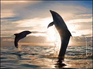 Delfinki, Słońca, Morze, Zachód