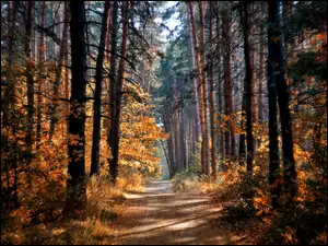 Drzewa, Światło, Las, Jesień, Droga, Przebijające
