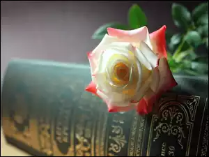 Biało, Książka, Różowa, Róża
