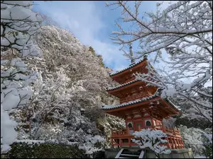 Japonia, Zima, Drzewa, Świątynia, Kyoto