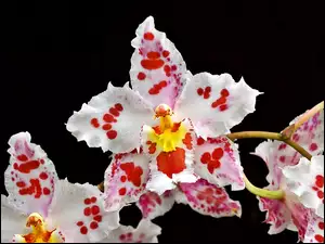 Nakrapiana, Orchidea