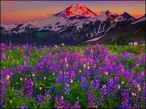góry, Krajobraz, kwiaty górskie
