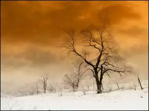 Zima, Drzewa, Droga, Pola, Chmury
