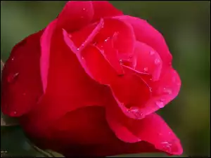 Krople, Czerwona, Róża