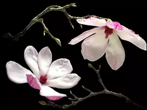 Gałązki, Kwiaty, Magnolia