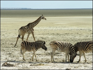 Zebry, Afryka, Żyrafa, Sawanna