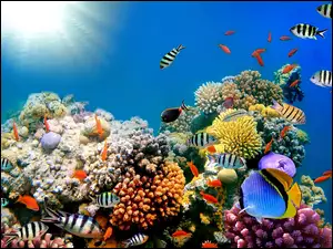 Rafa Koralowa, Kolorowe, Głębiny Morskie, Ryby
