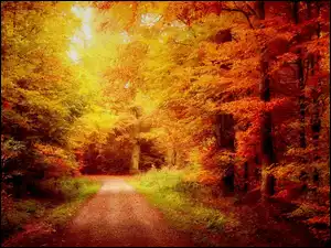 Las, Jesień, Droga, Złota