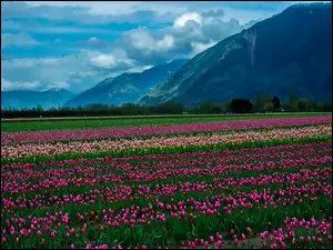 Góry, Plantacja, Tulipanów