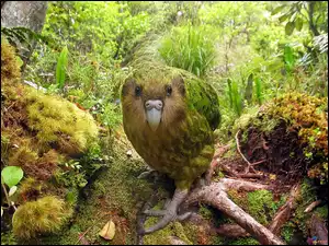 Kakapo, Lato, Dżungla