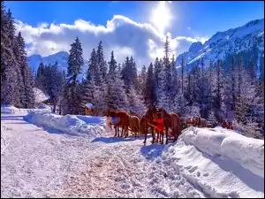 Konie, Tatry, Góry, Polska, Zima, Zaprzęg