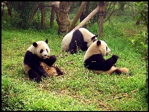 Trzy, Pandy, Jedzące, Bambus