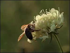 Koniczyna, Owad, Pszczoła, Kwiat
