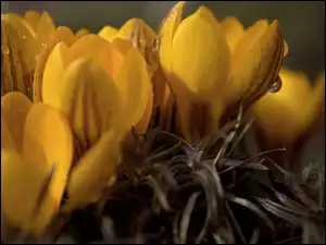 Krokus, Żółty, Kwiat