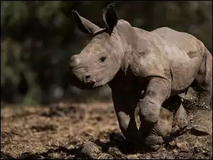 Mały, Nosorożec