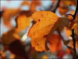 Liść, Żółty, Jesienny